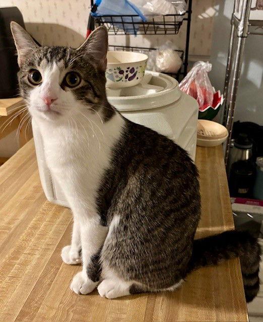 Honey Bun, Adopted, Young Male Domestic Short Hair.