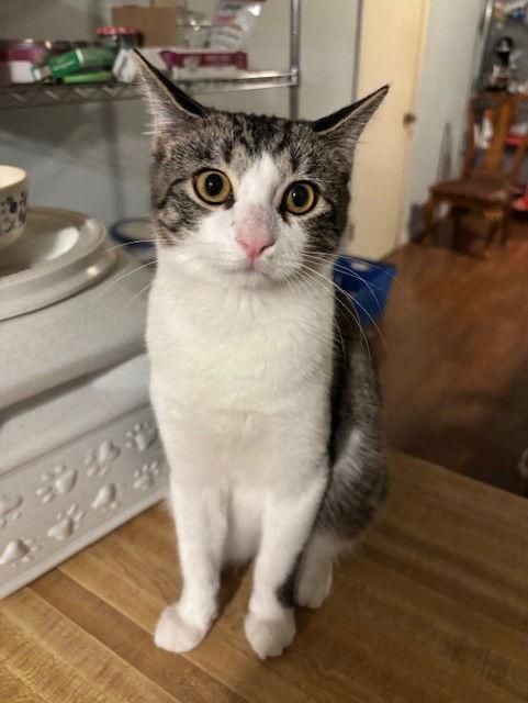 Enlarge Honey Bun, a Adopted Domestic Short Hair in Prosper, TX image 2/3