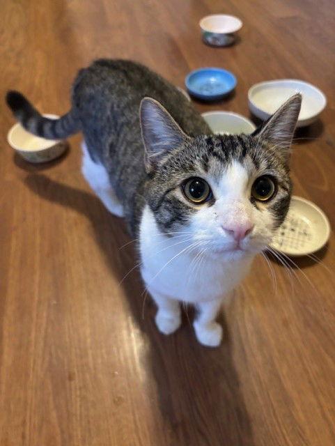 Enlarge Honey Bun, a Adopted Domestic Short Hair in Prosper, TX image 3/3