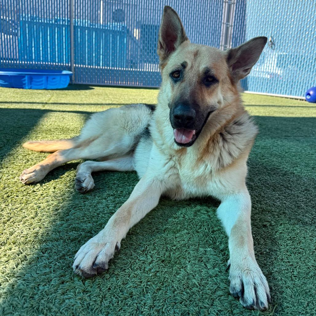 Enlarge Olivia, a ADOPTABLE German Shepherd Dog in Las Vegas, NV image 2/3