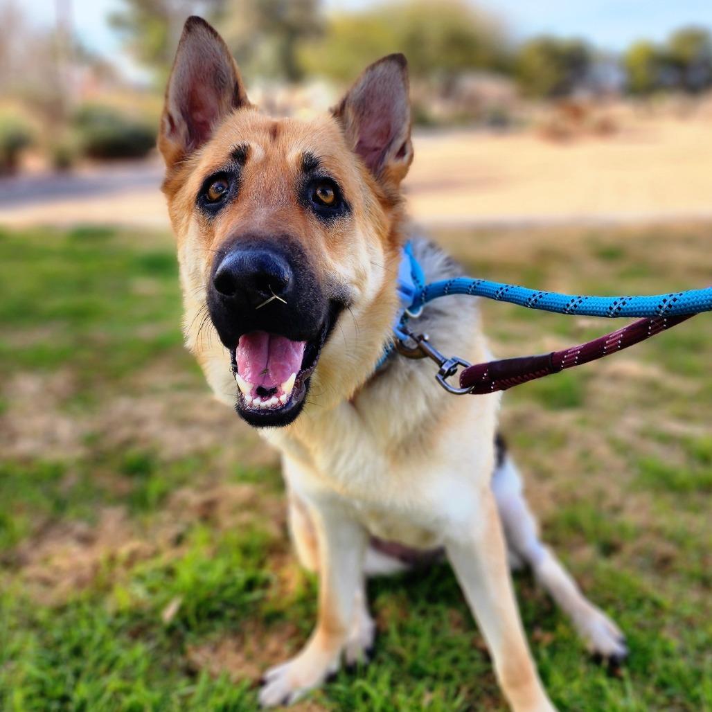 Enlarge Olivia, a ADOPTABLE German Shepherd Dog in Las Vegas, NV image 1/3