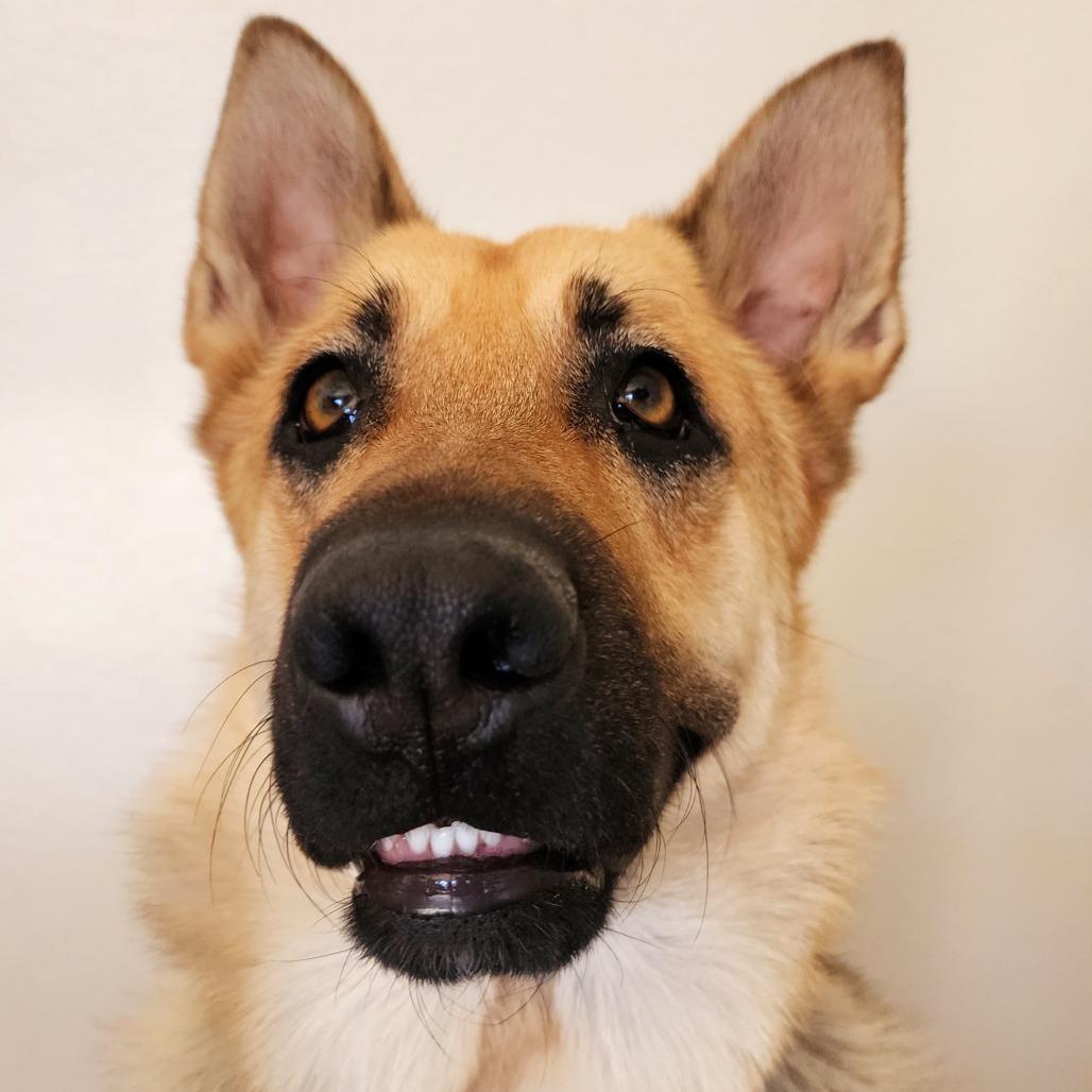 Enlarge Olivia, a ADOPTABLE German Shepherd Dog in Las Vegas, NV image 3/3