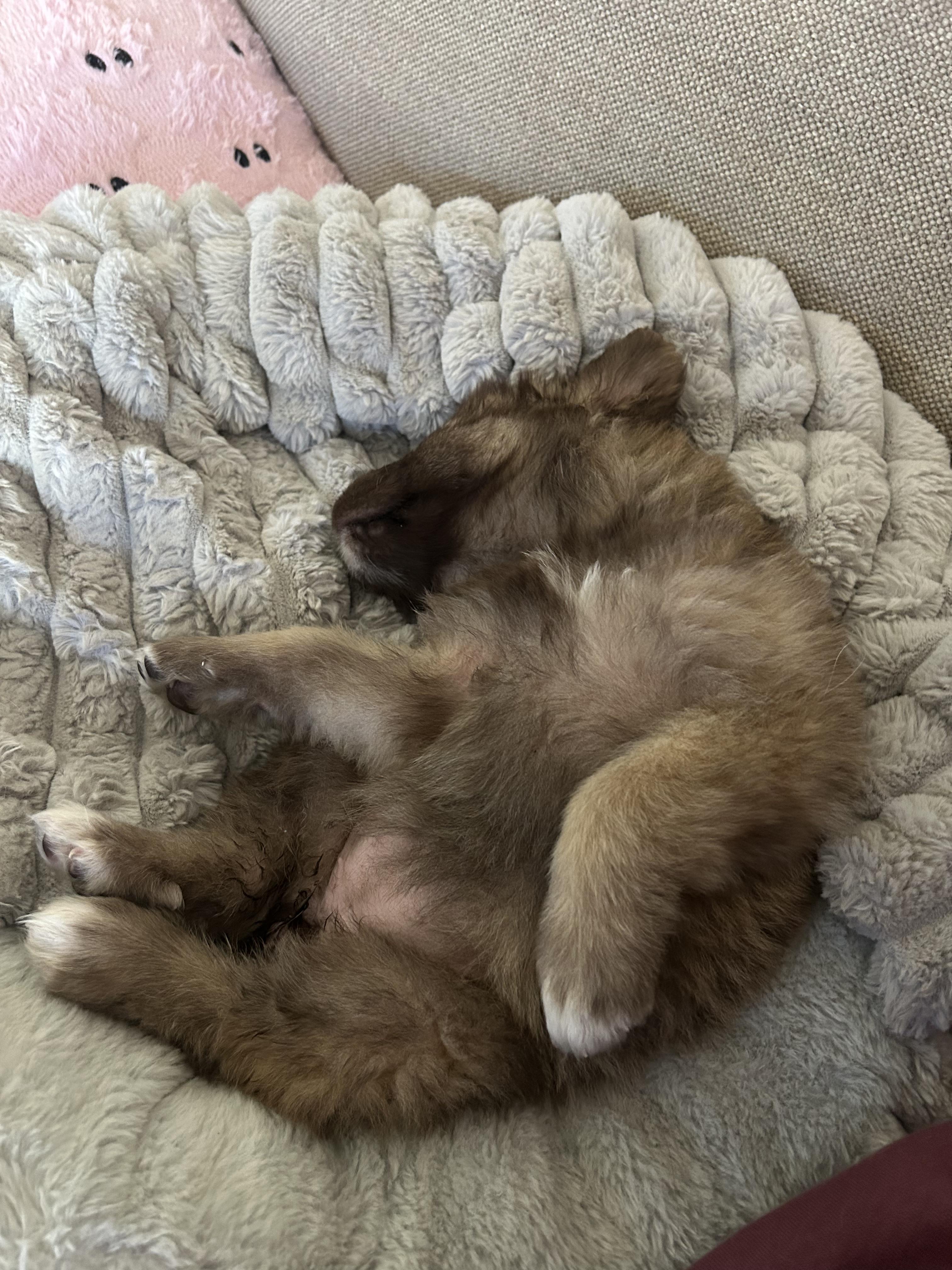 Enlarge Ziti (Pasta litter), a Adoptable mixed breed in Redwood City, CA image 5/6