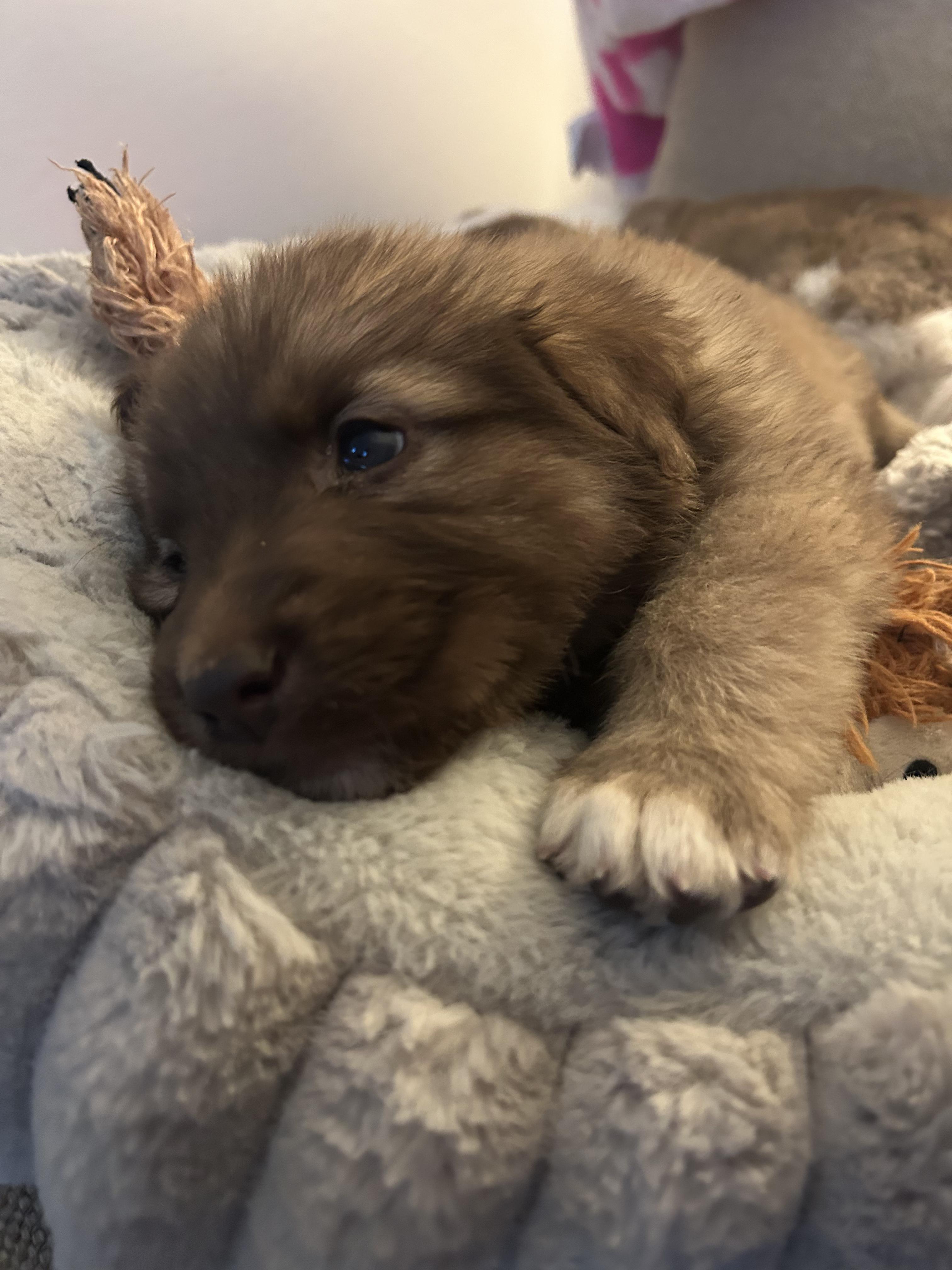 Enlarge Ziti (Pasta litter), a Adoptable mixed breed in Redwood City, CA image 2/6