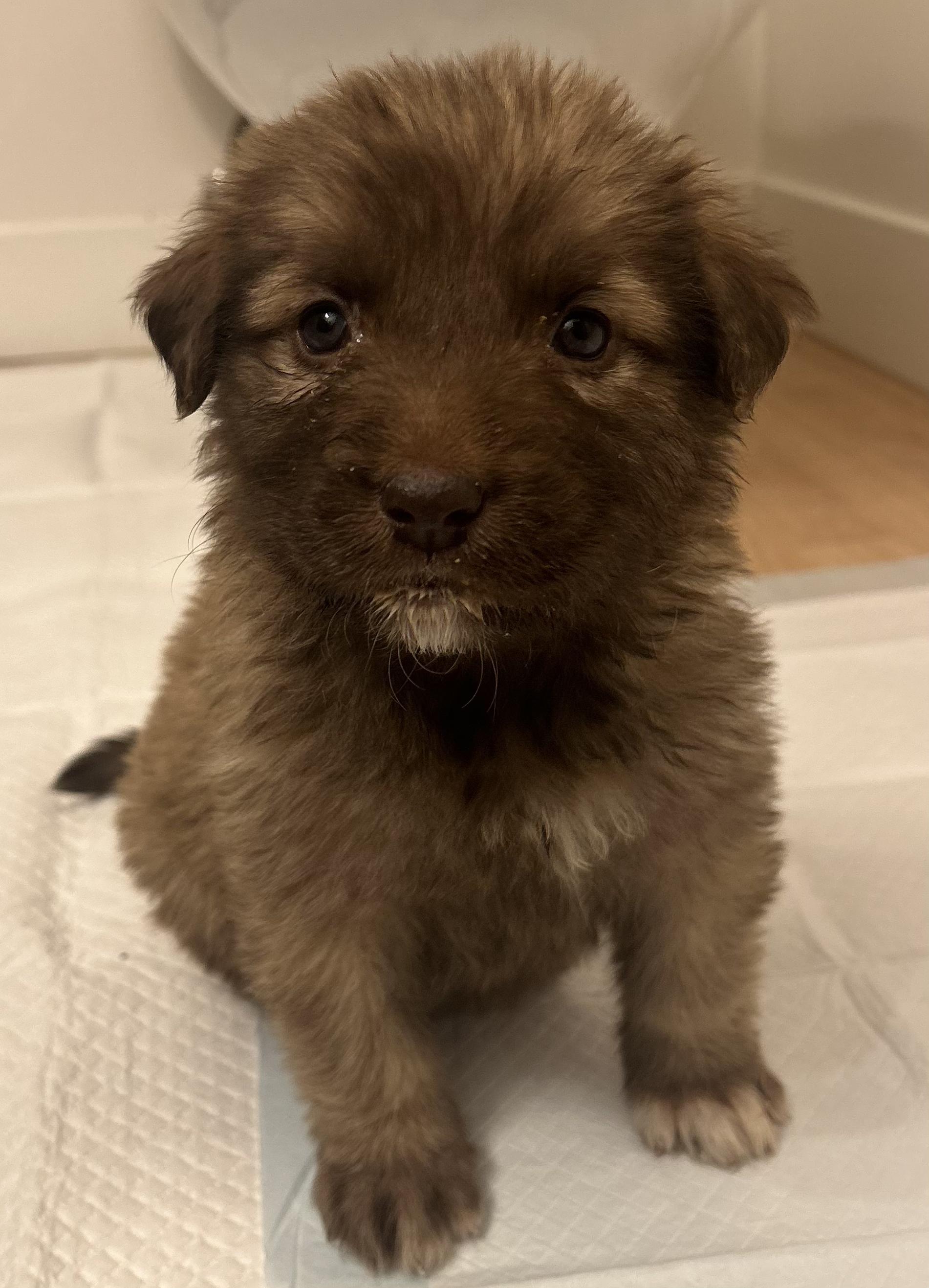 Ziti (Pasta litter), Adoptable, Puppy Female Great Pyrenees.
