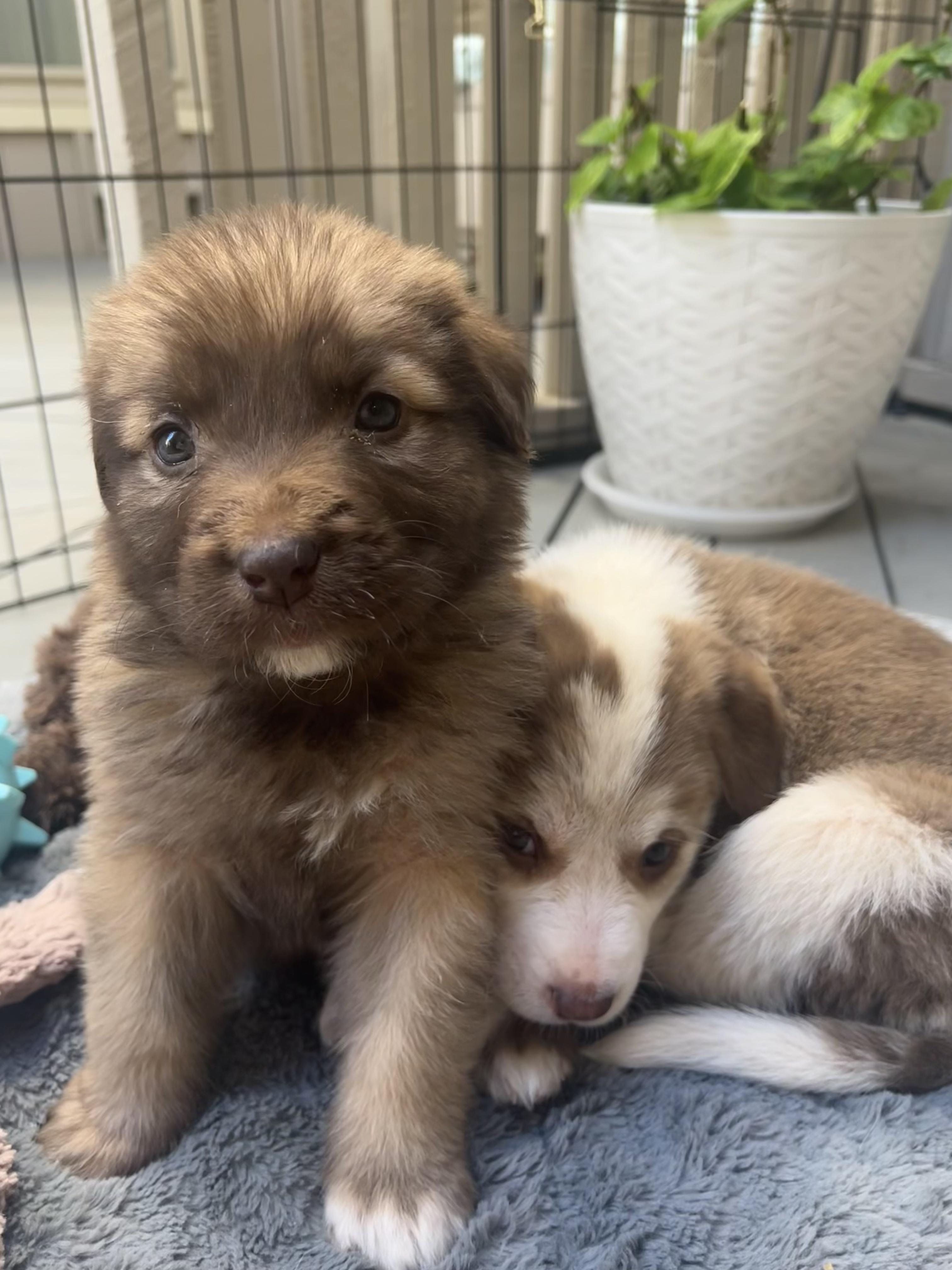 Enlarge Ziti (Pasta litter), a Adoptable mixed breed in Redwood City, CA image 6/6