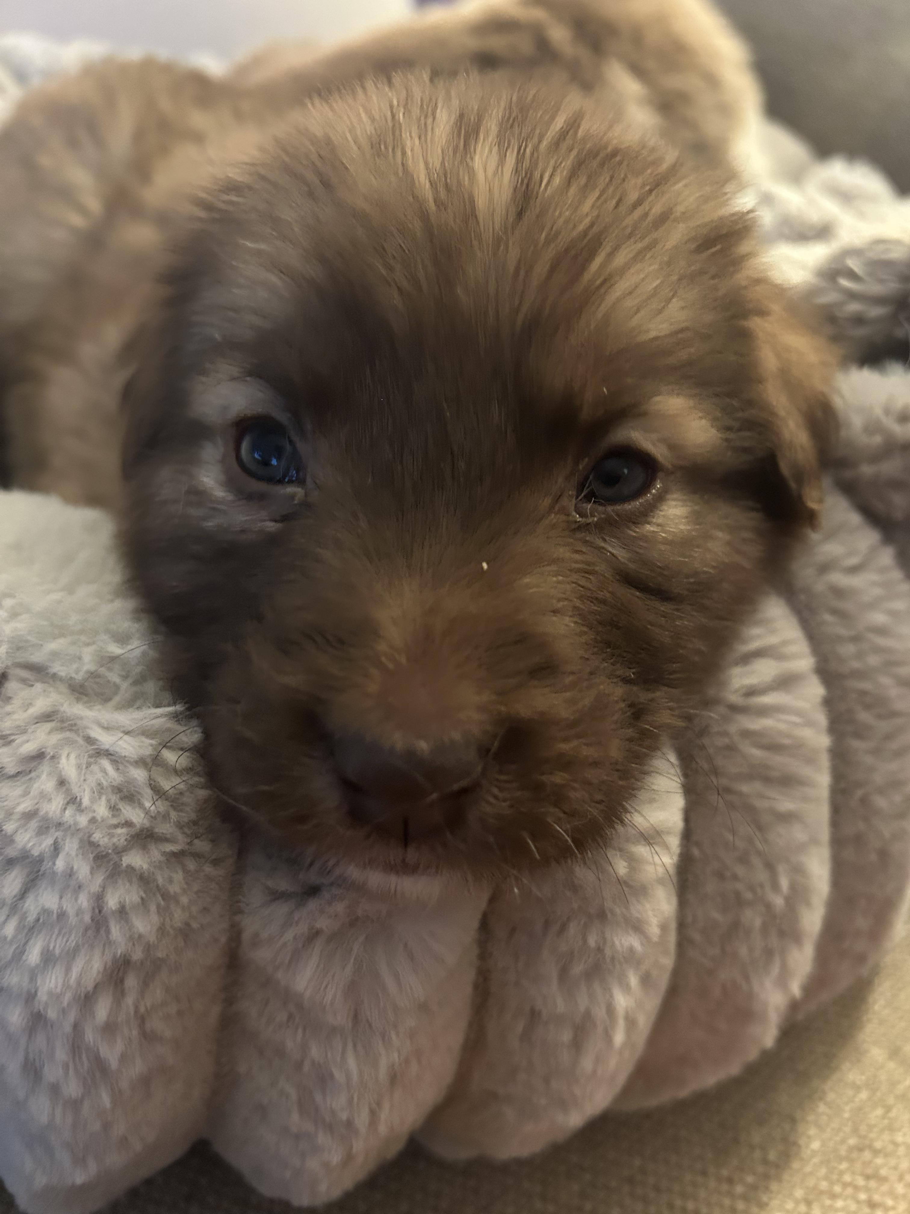Enlarge Ziti (Pasta litter), a Adoptable mixed breed in Redwood City, CA image 4/6