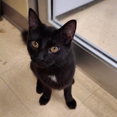 Diamond, a ADOPTABLE Domestic Short Hair in Easley, SC image 1/3