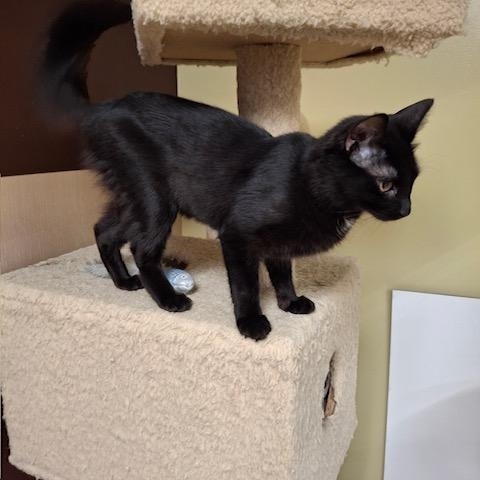 Diamond, a ADOPTABLE Domestic Short Hair in Easley, SC image 3/3