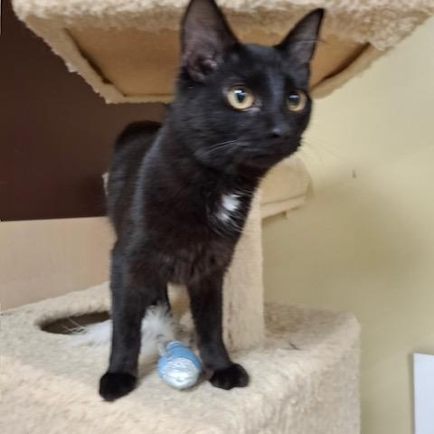 Diamond, a ADOPTABLE Domestic Short Hair in Easley, SC image 2/3