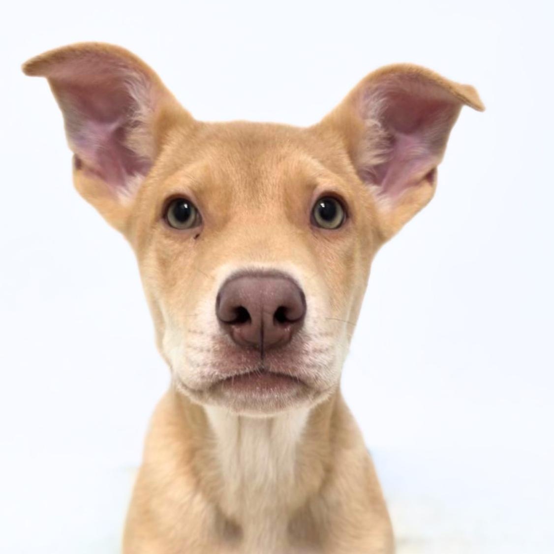 Enlarge Dune, a Adopted mixed breed in Scottsdale, AZ image 1/2