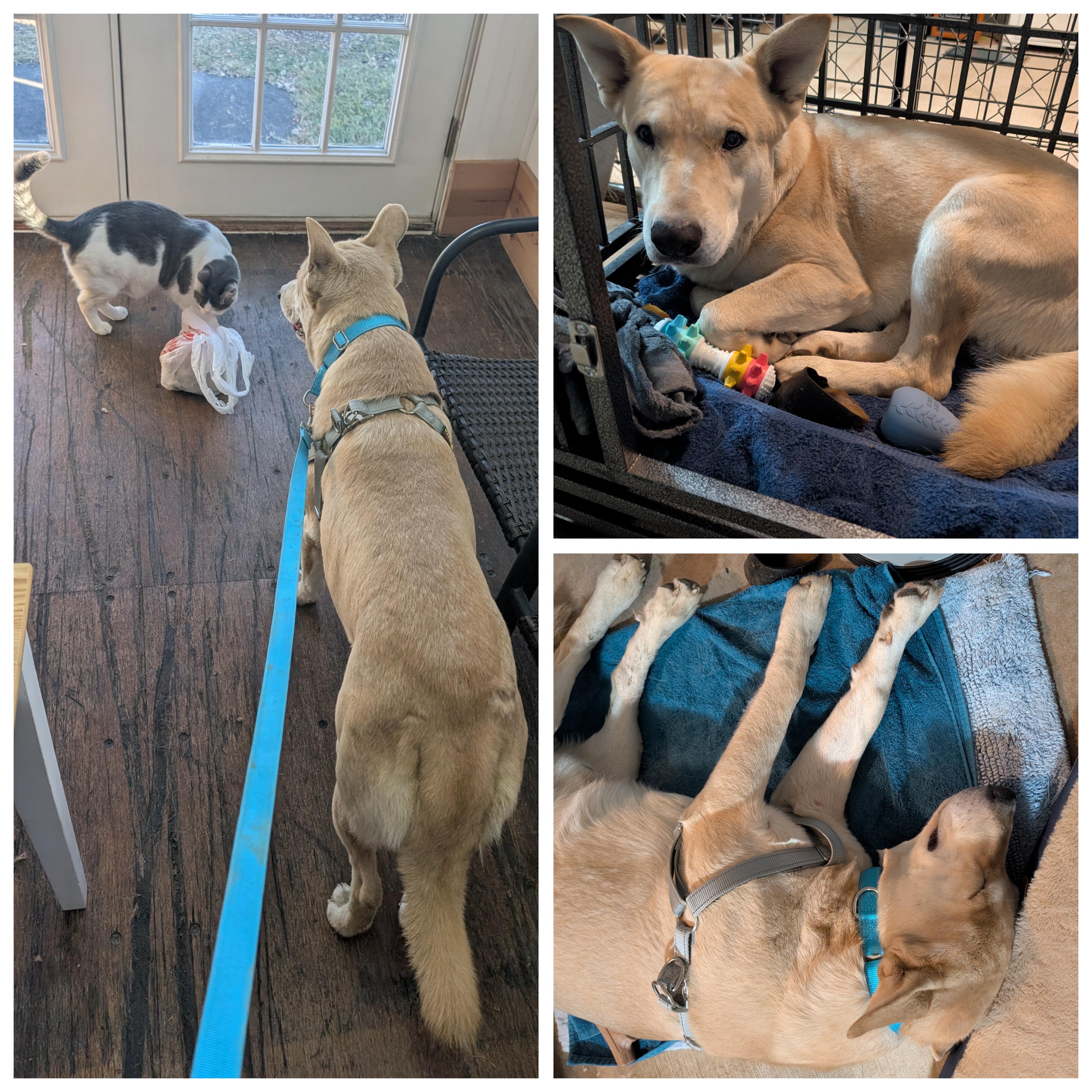 Enlarge Nelson, a Adoptable mixed breed in Austin , TX image 4/6