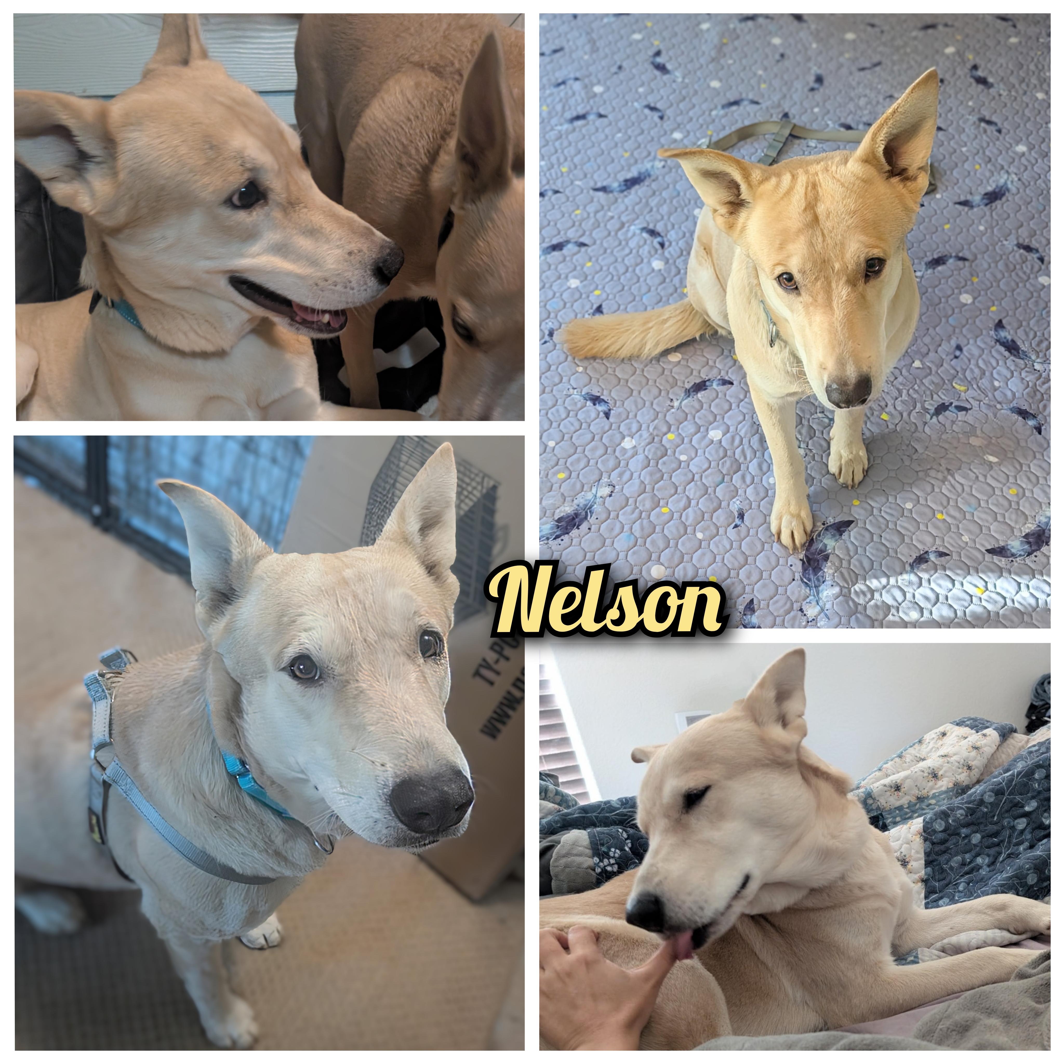 Nelson, Adoptable, Adult Male Labrador Retriever & Carolina Dog.