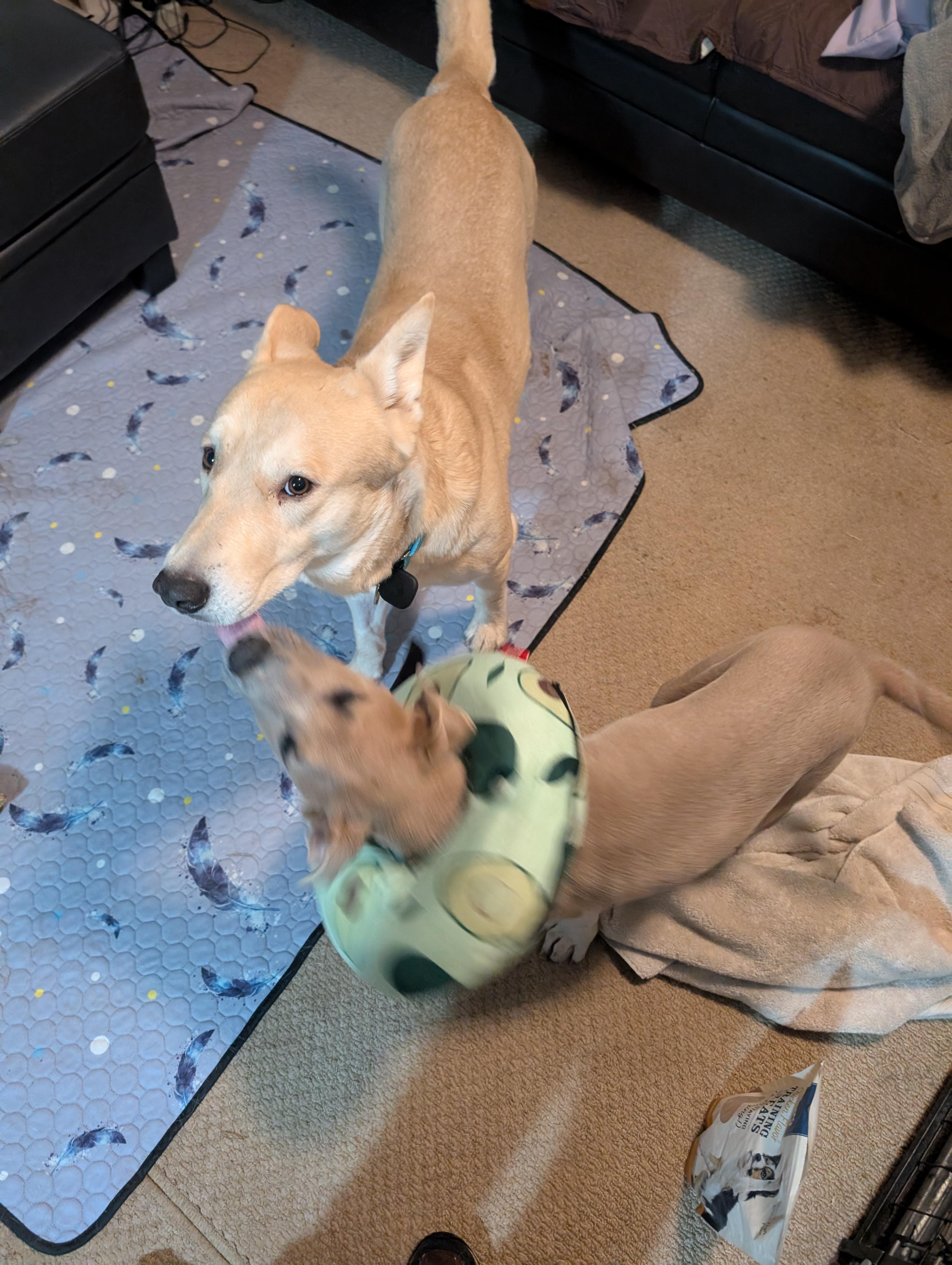 Enlarge Nelson, a Adoptable mixed breed in Austin , TX image 2/6