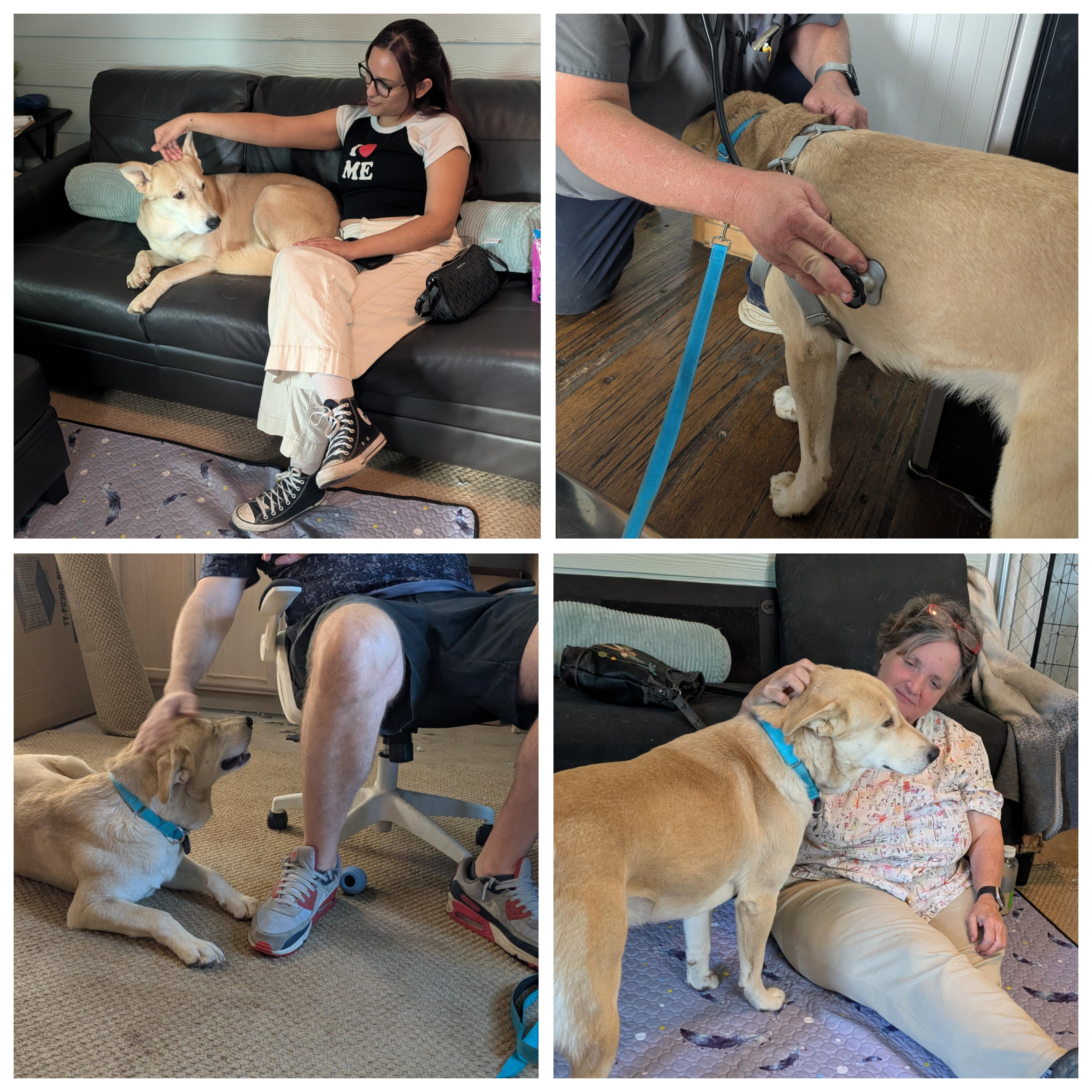 Enlarge Nelson, a Adoptable mixed breed in Austin , TX image 3/6