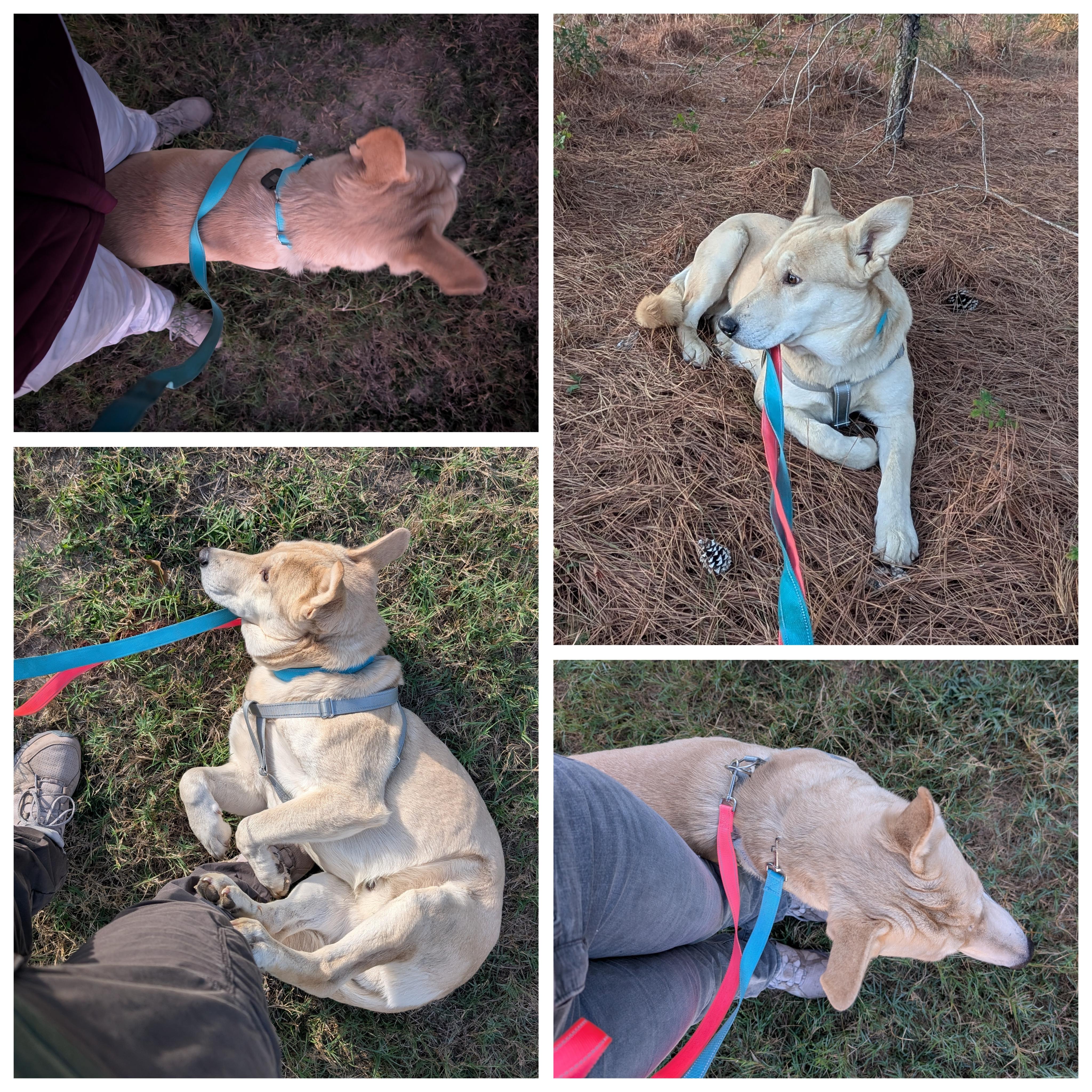 Enlarge Nelson, a Adoptable mixed breed in Austin , TX image 5/6