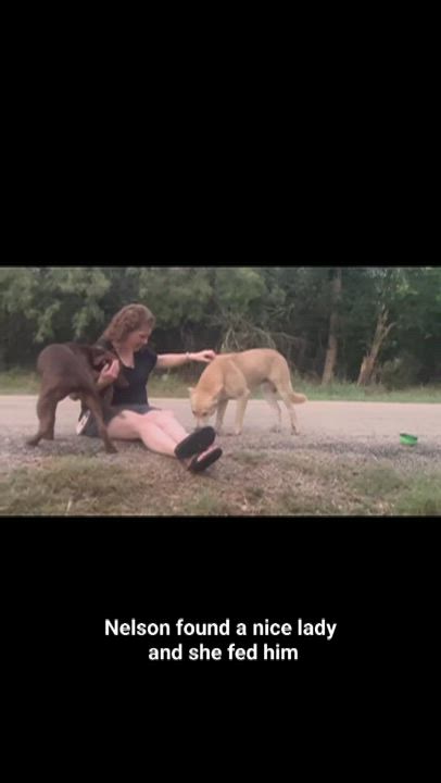 Enlarge Nelson, a Adoptable mixed breed in Austin , TX video 6/6