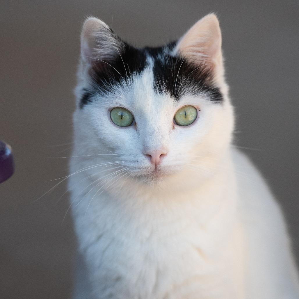 Bourdain — thumbnail 2