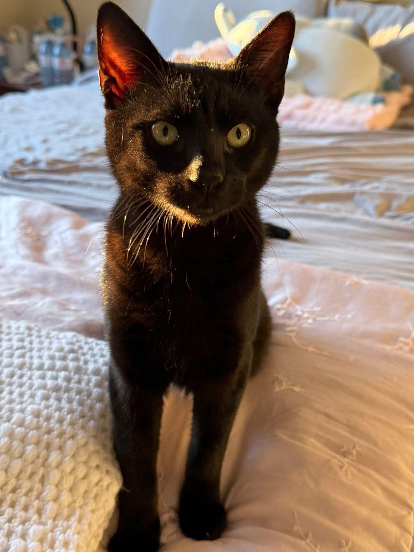 Rudie & Juliette (Bonded Pair), a Adoptable mixed breed in Newmarket, ON image 1/6