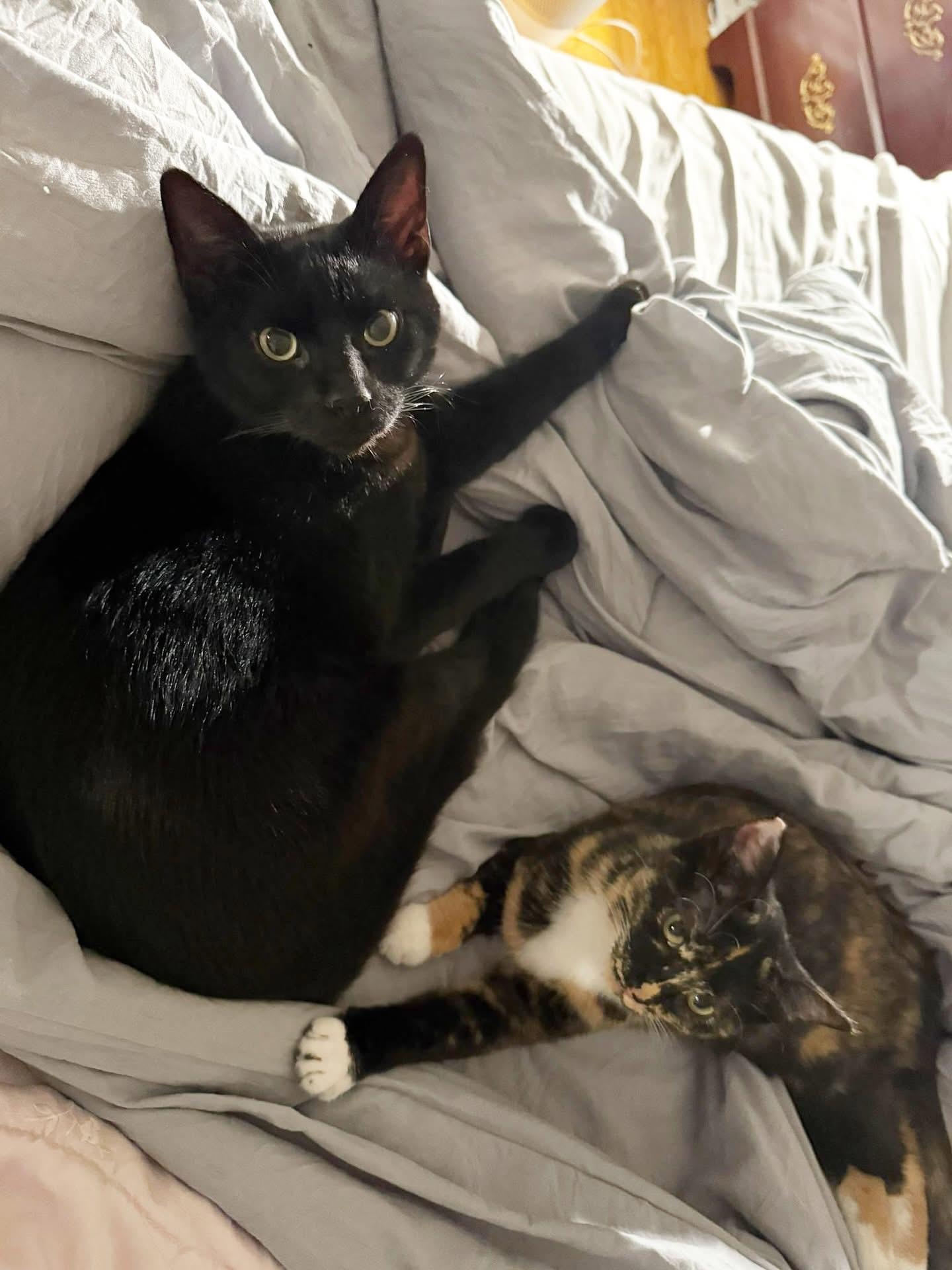 Rudie & Juliette (Bonded Pair), a Adoptable mixed breed in Newmarket, ON image 2/6