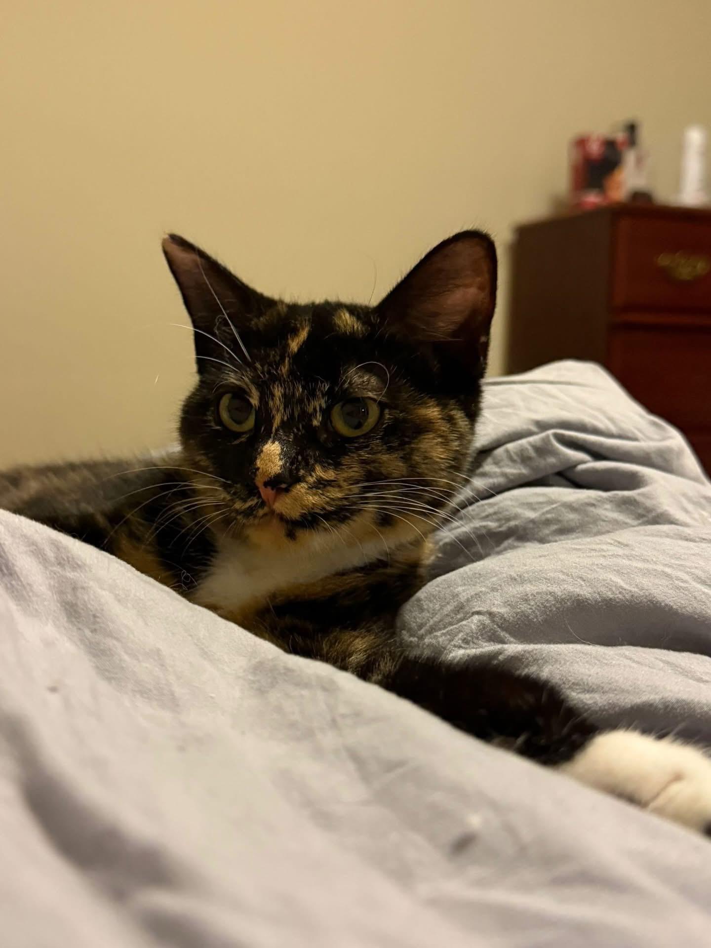 Rudie & Juliette (Bonded Pair), Adoptable, Kitten Female Domestic Short Hair & Tortoiseshell.