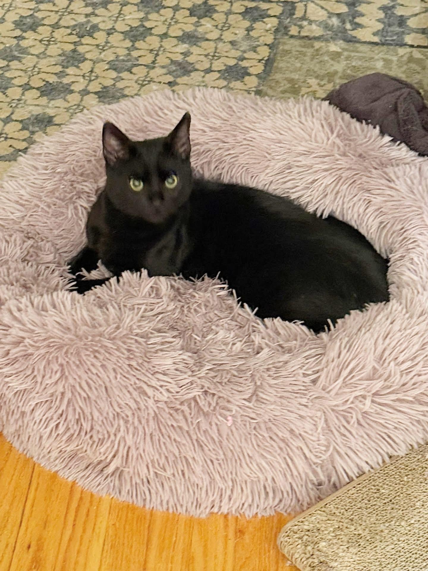 Rudie & Juliette (Bonded Pair), a Adoptable mixed breed in Newmarket, ON image 4/6