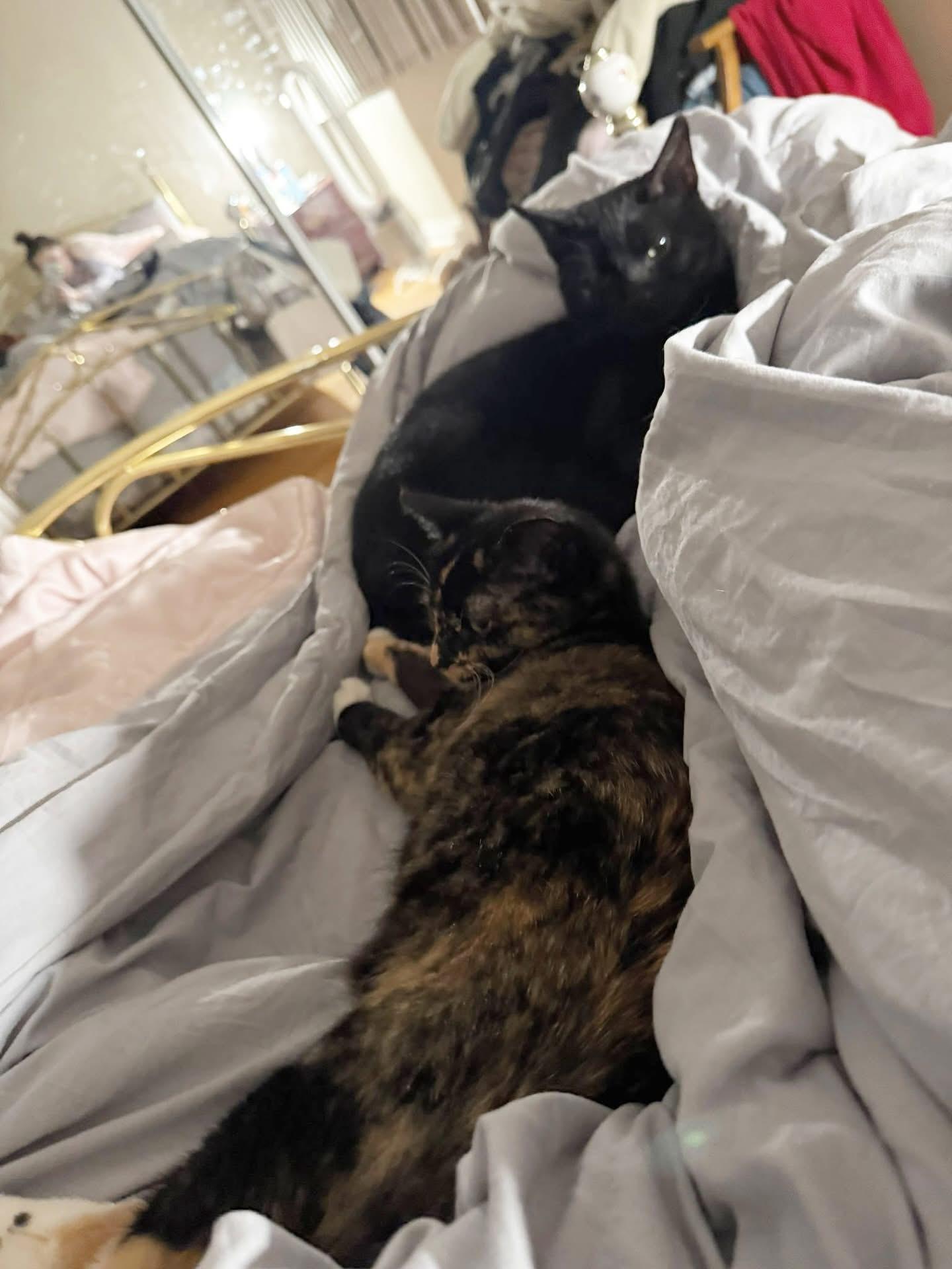 Rudie & Juliette (Bonded Pair), a Adoptable mixed breed in Newmarket, ON image 5/6