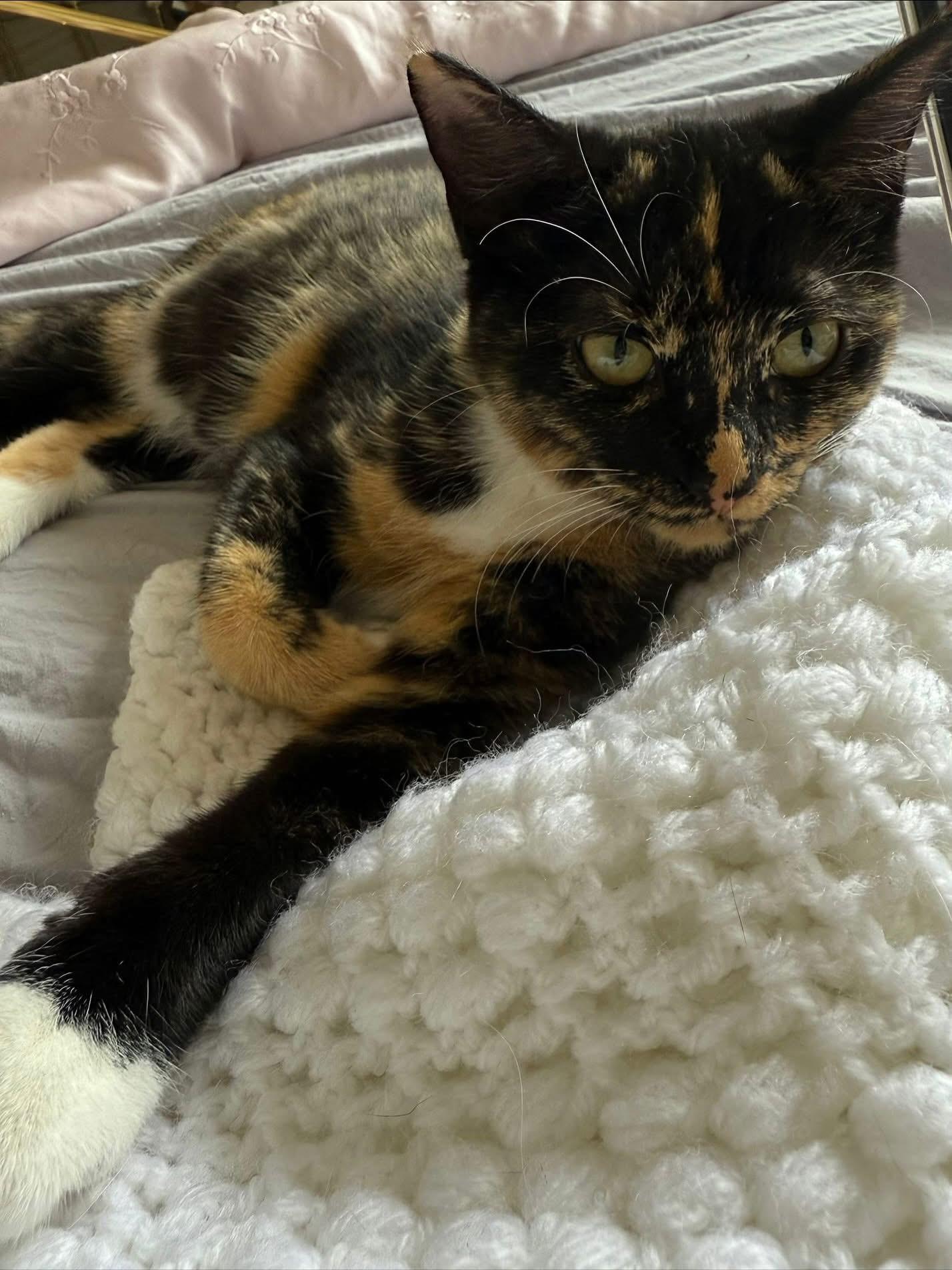 Rudie & Juliette (Bonded Pair), a Adoptable mixed breed in Newmarket, ON image 6/6