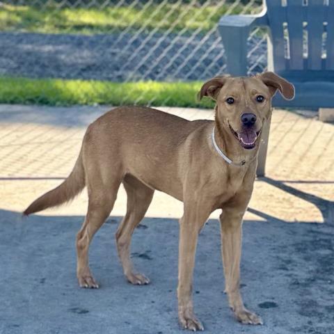 JACKIE, Adoptable, Young Female Labrador Retriever & Mixed Breed.