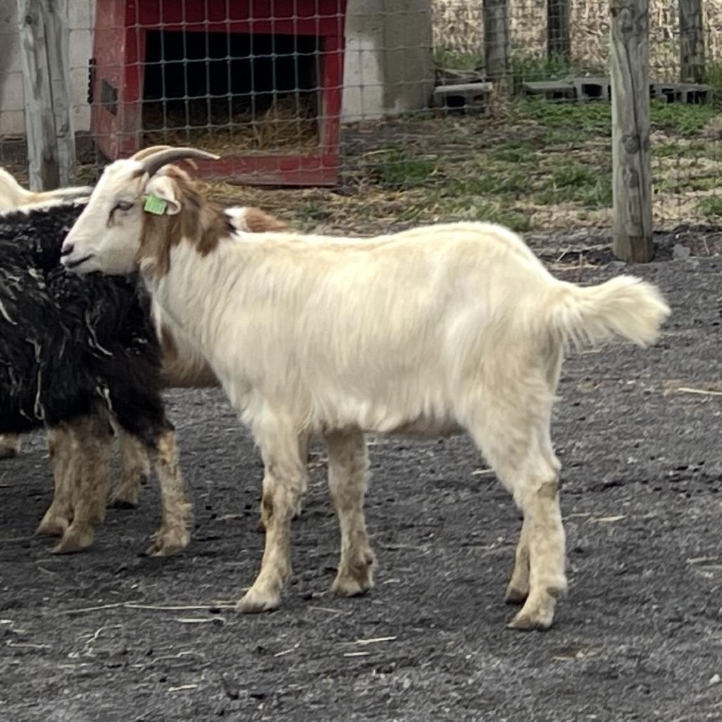 Enlarge Conner, a Adoptable Goat in Quakertown, PA image 1/1