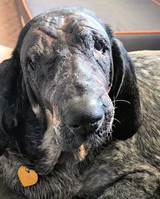 Pearl (TN), Adoptable, Adult Female Bluetick Coonhound.