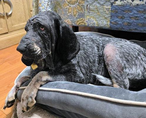 Pearl (TN), Adoptable, Adult Female Bluetick Coonhound.