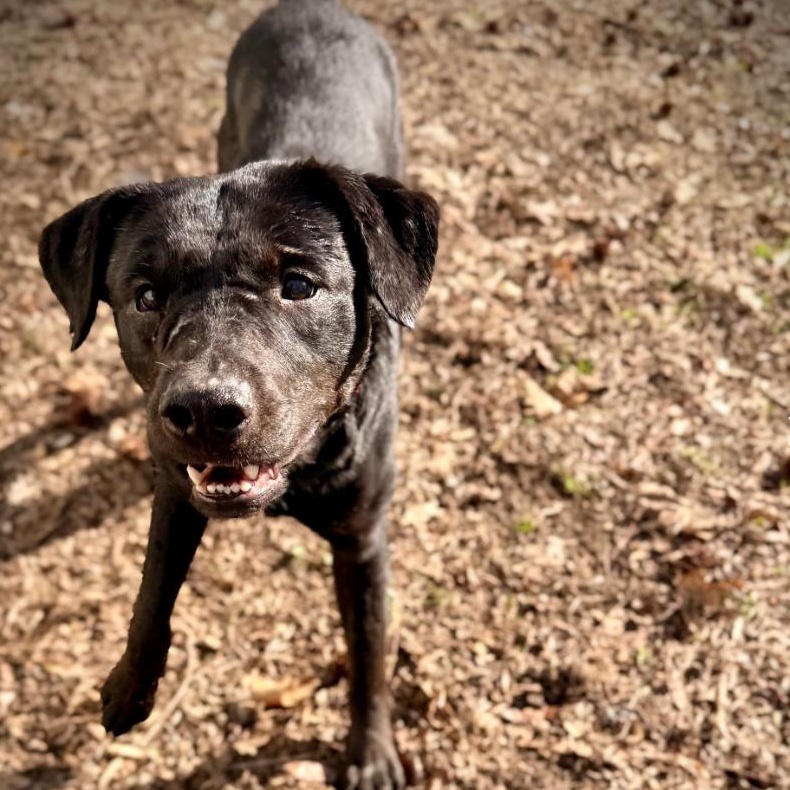 Enlarge Tony, a ADOPTABLE Mixed Breed in Burlington, VT image 4/6