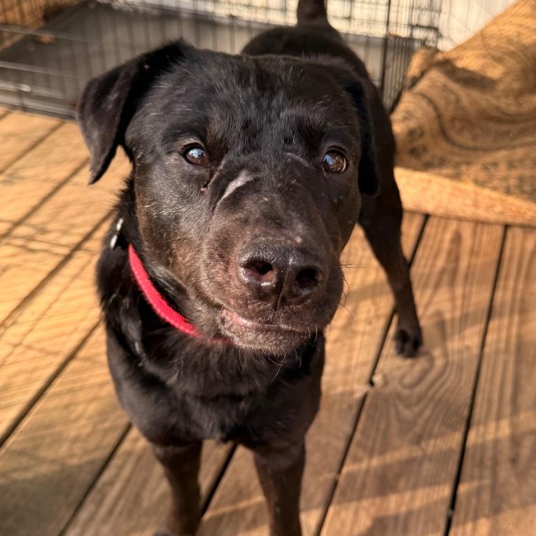 Enlarge Tony, a ADOPTABLE Mixed Breed in Burlington, VT image 5/6