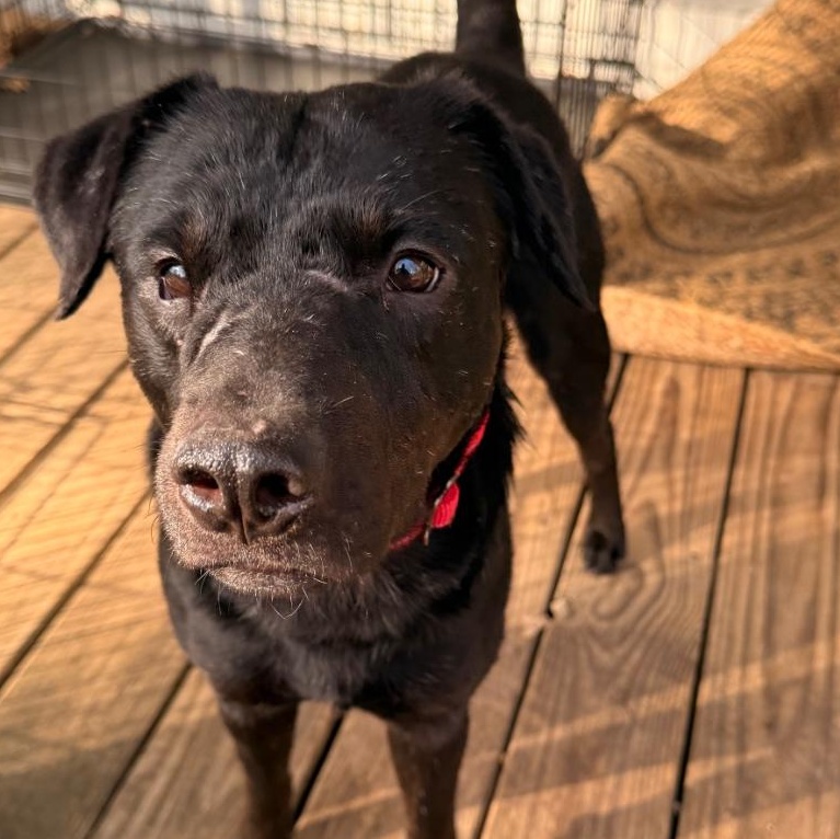 Tony, ADOPTABLE, Adult Male Mixed Breed.