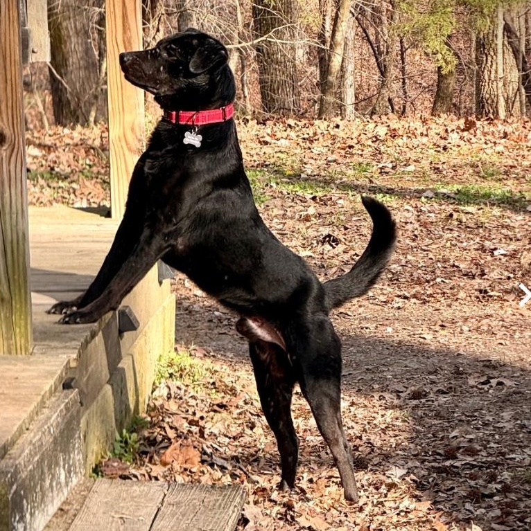 Enlarge Tony, a ADOPTABLE Mixed Breed in Burlington, VT image 2/6