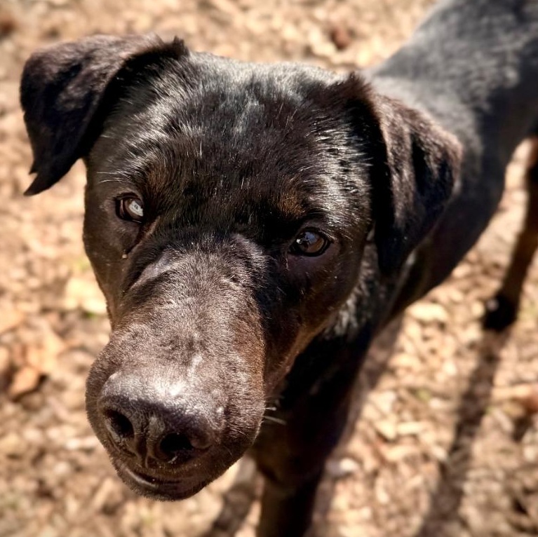 Enlarge Tony, a ADOPTABLE Mixed Breed in Burlington, VT image 3/6