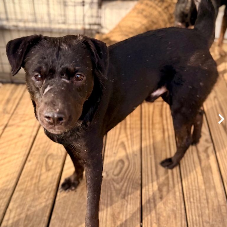 Enlarge Tony, a ADOPTABLE Mixed Breed in Burlington, VT image 6/6