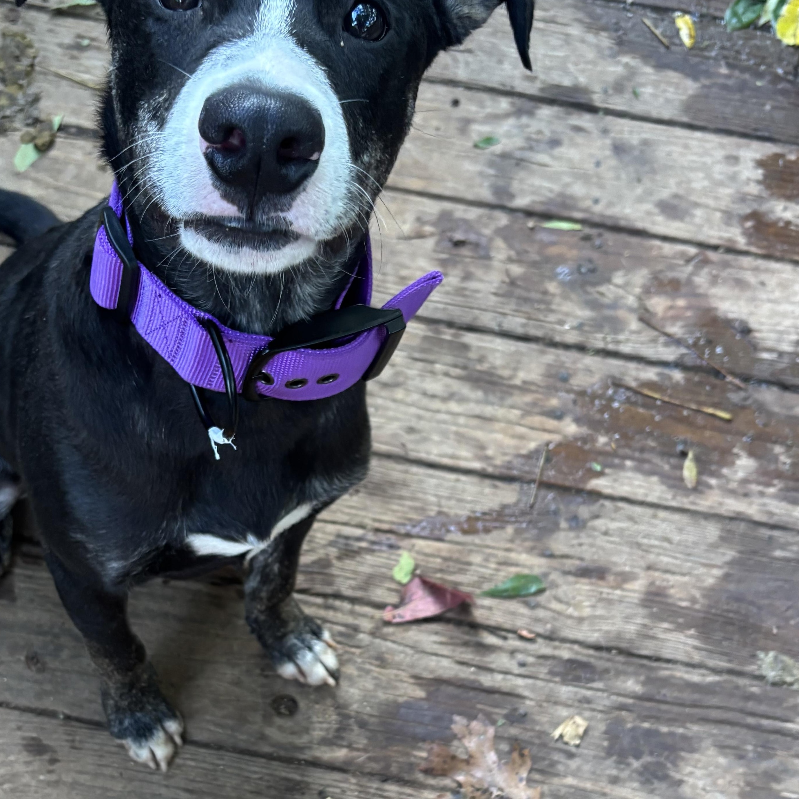 Enlarge Jay Jay, a Adoptable mixed breed in Rogers, AR image 2/2