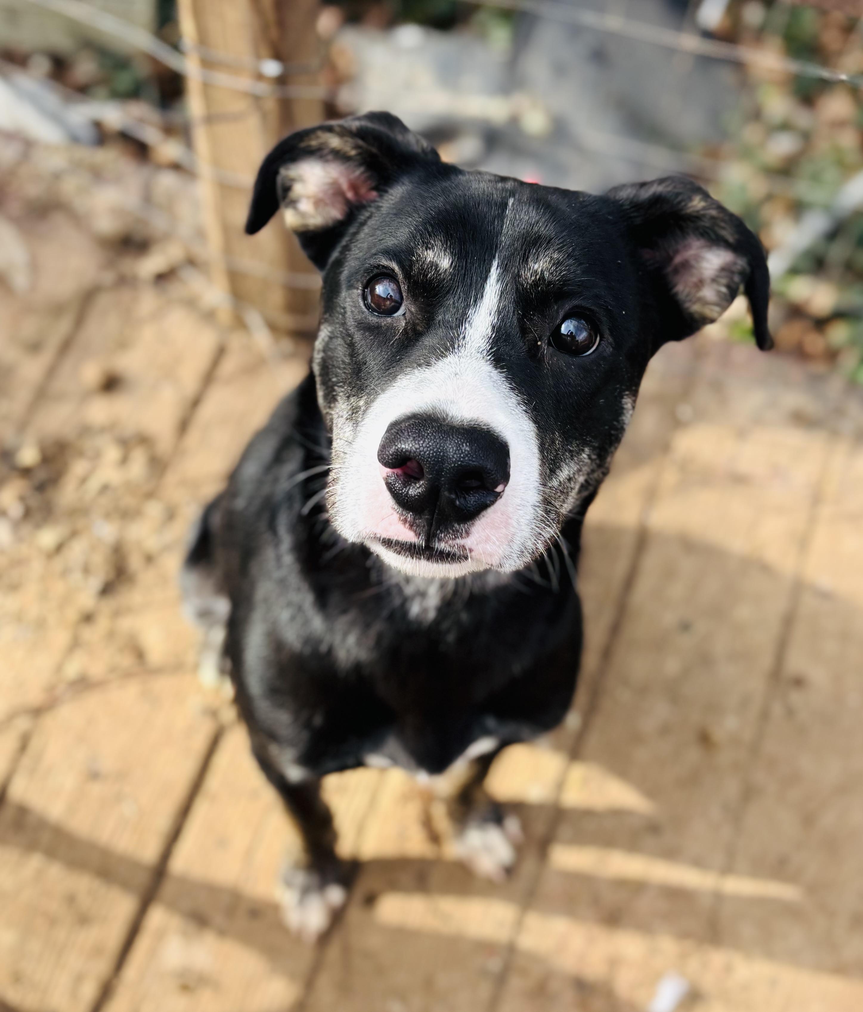 Enlarge Jay Jay, a Adoptable mixed breed in Rogers, AR image 1/2