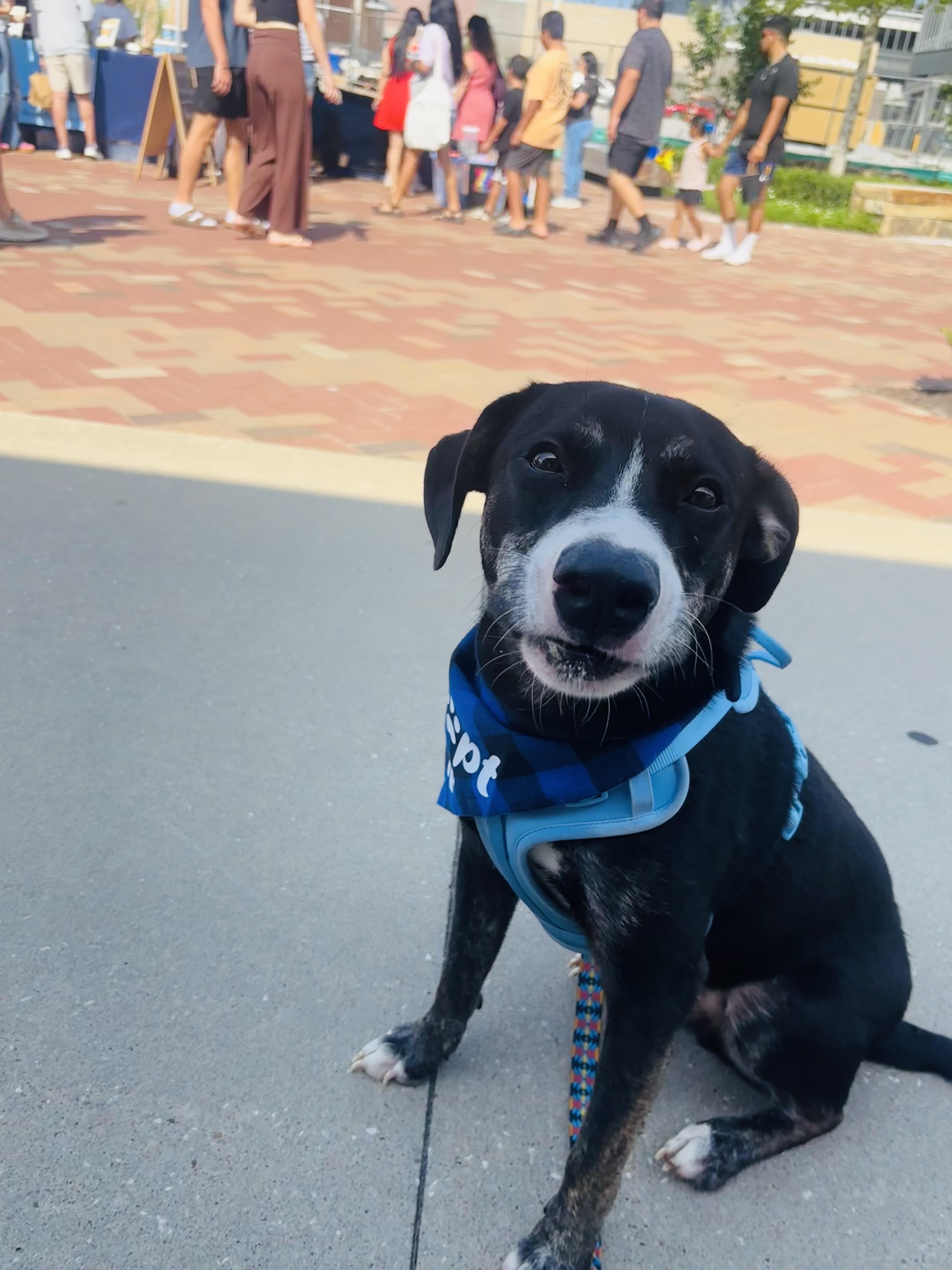Jay Jay, Adoptable, Adult Male Mixed Breed.