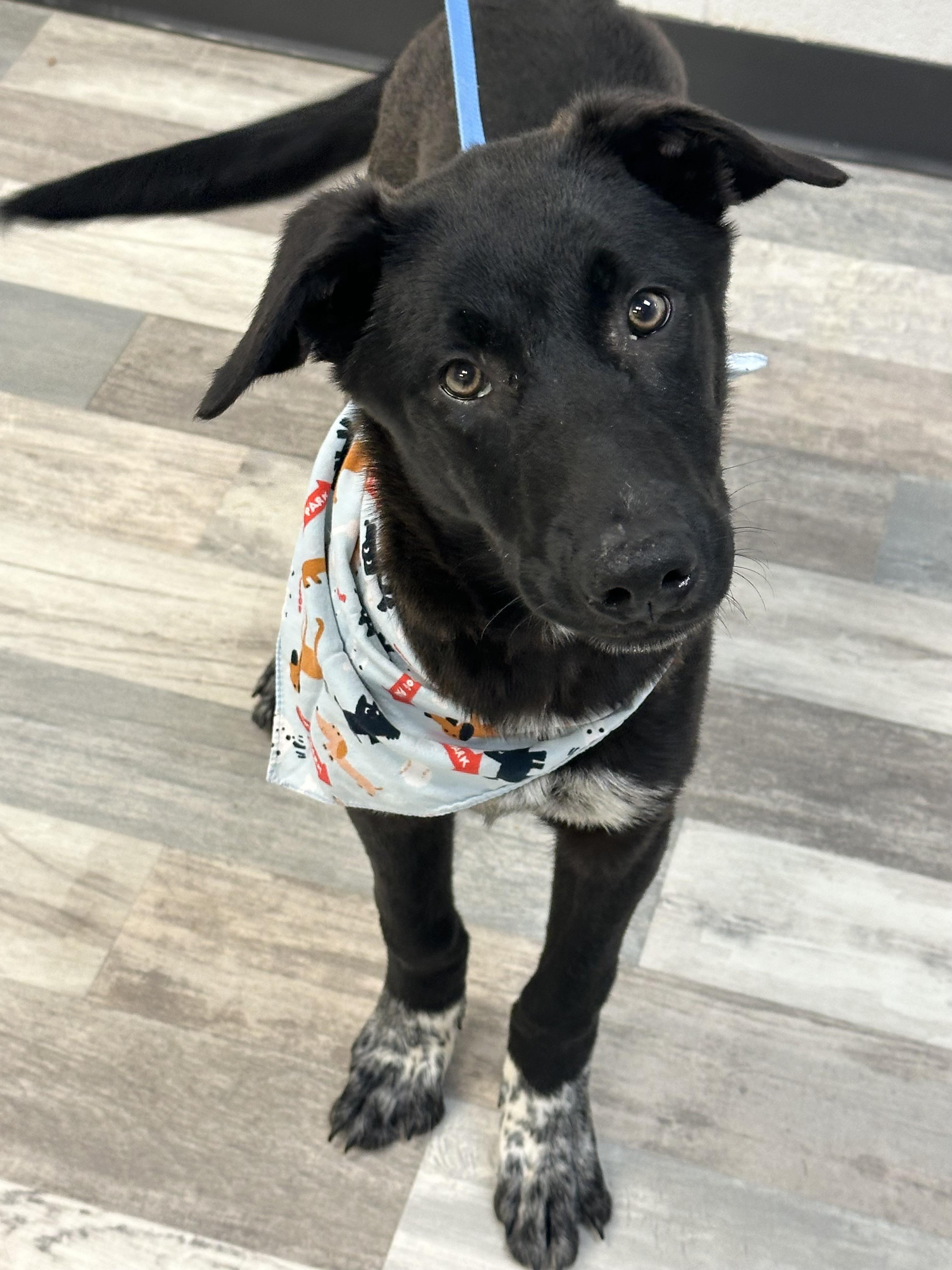 Happy , a ADOPTABLE mixed breed in Lufkin, TX image 3/6