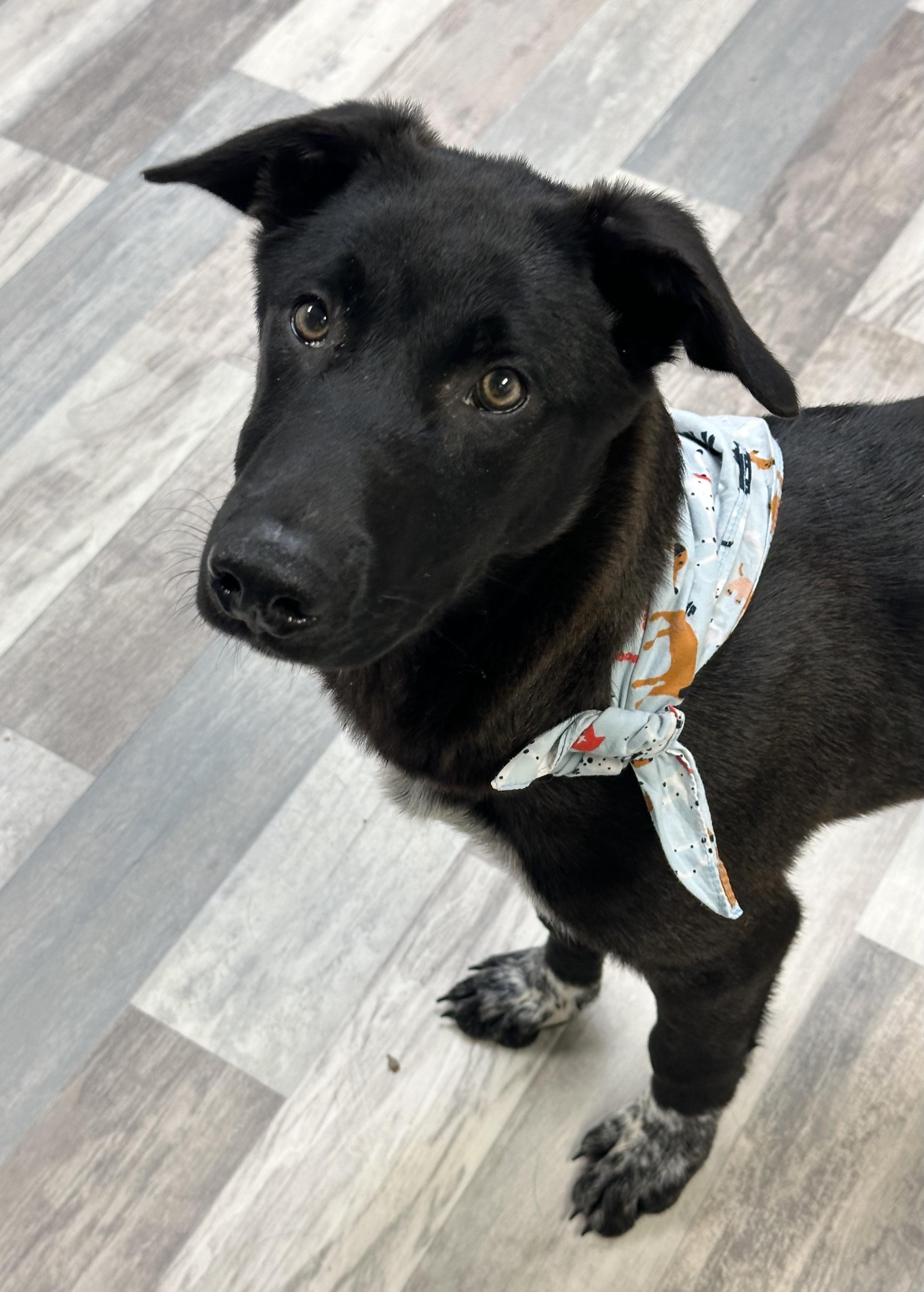 Happy , a ADOPTABLE mixed breed in Lufkin, TX image 2/6