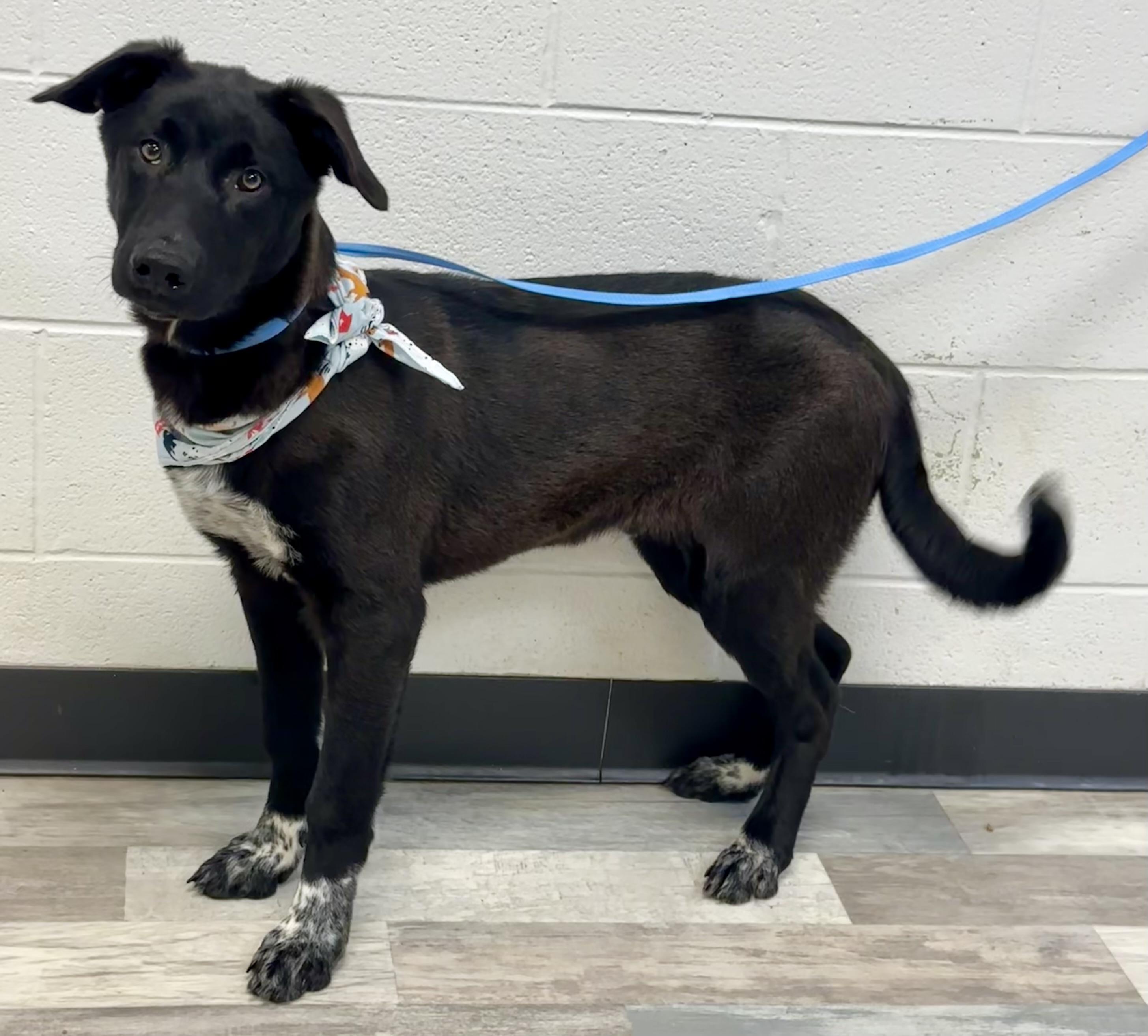 Happy , a ADOPTABLE mixed breed in Lufkin, TX image 6/6