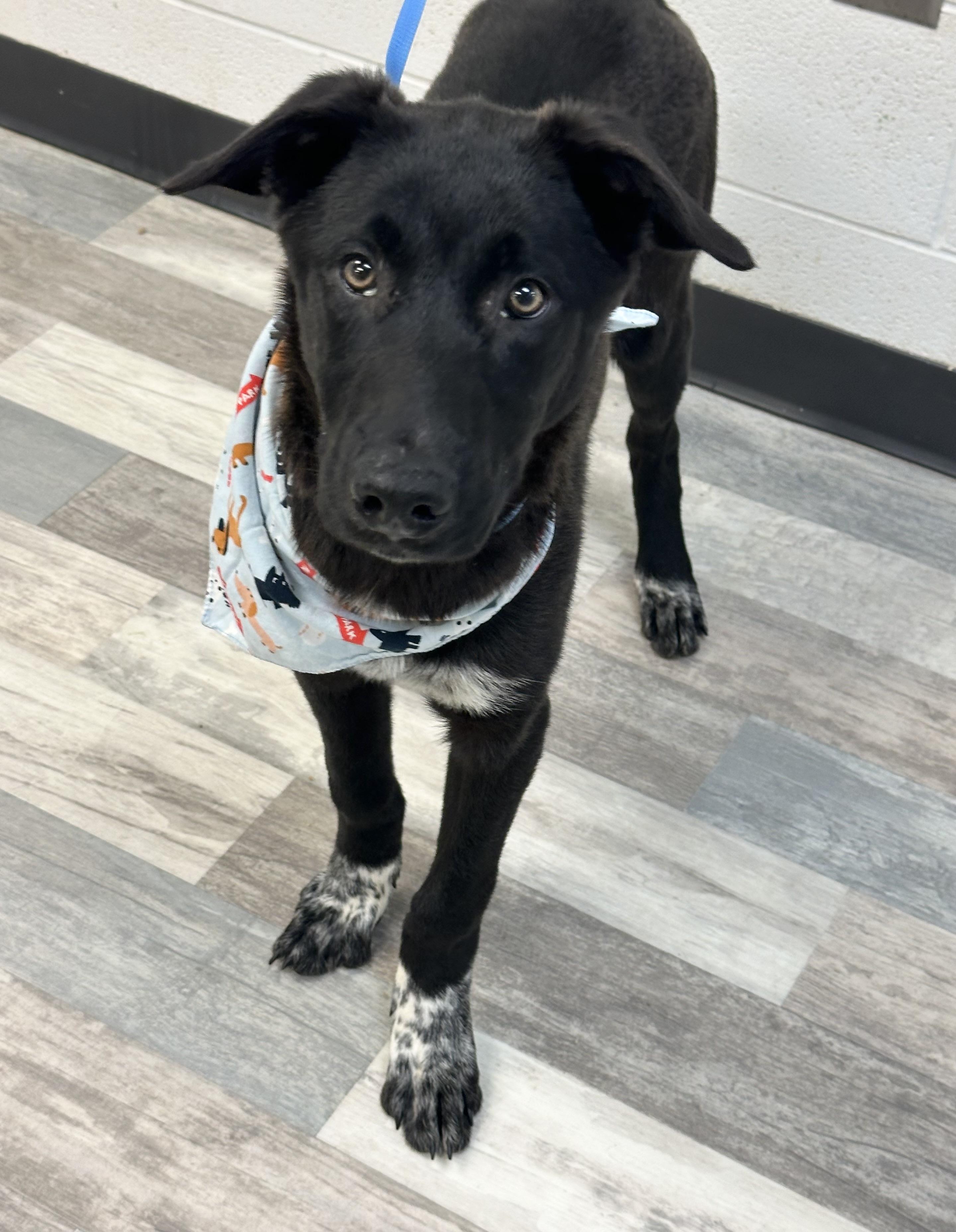 Happy , a ADOPTABLE mixed breed in Lufkin, TX image 5/6