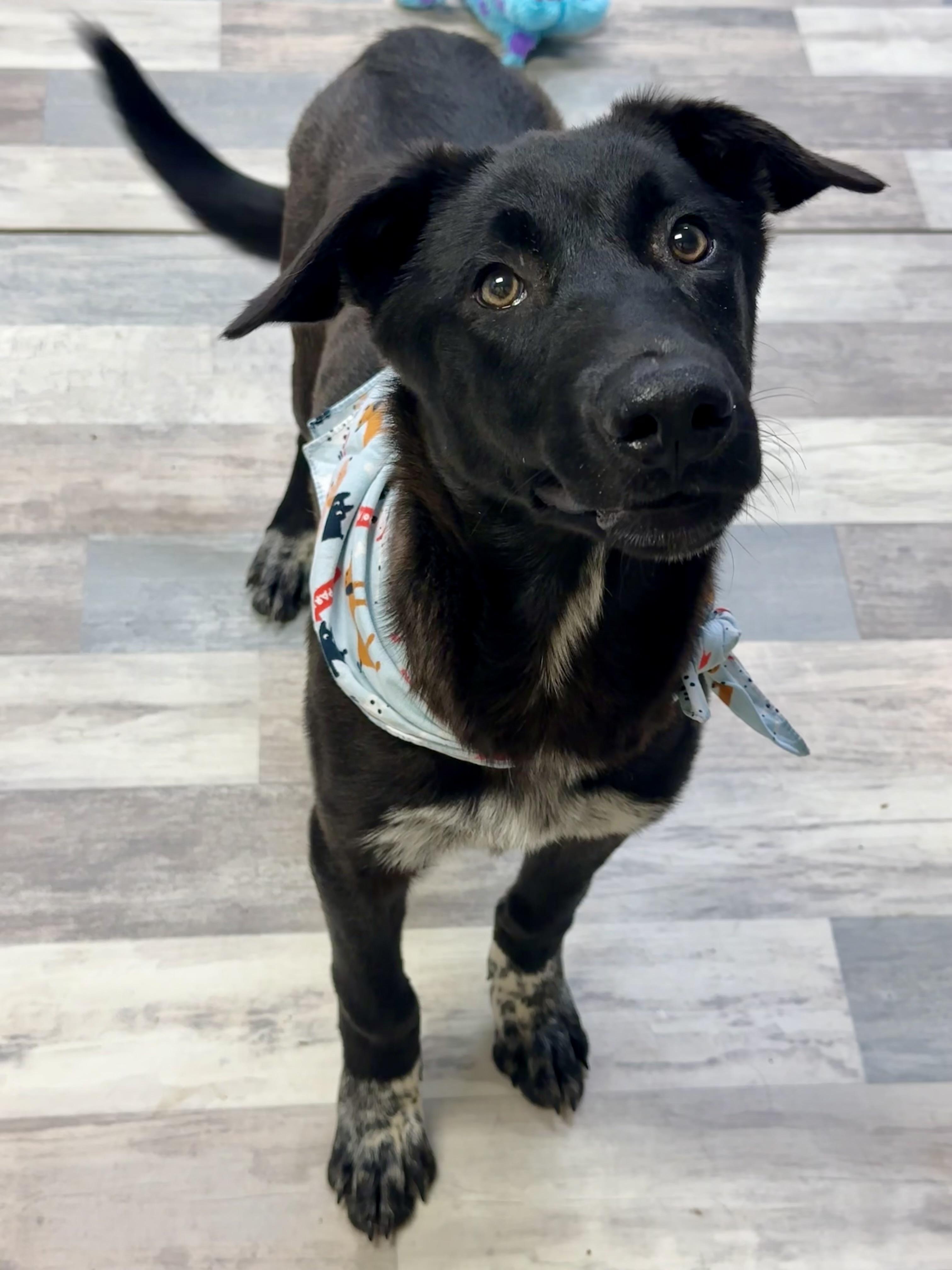 Happy , a ADOPTABLE mixed breed in Lufkin, TX image 1/6