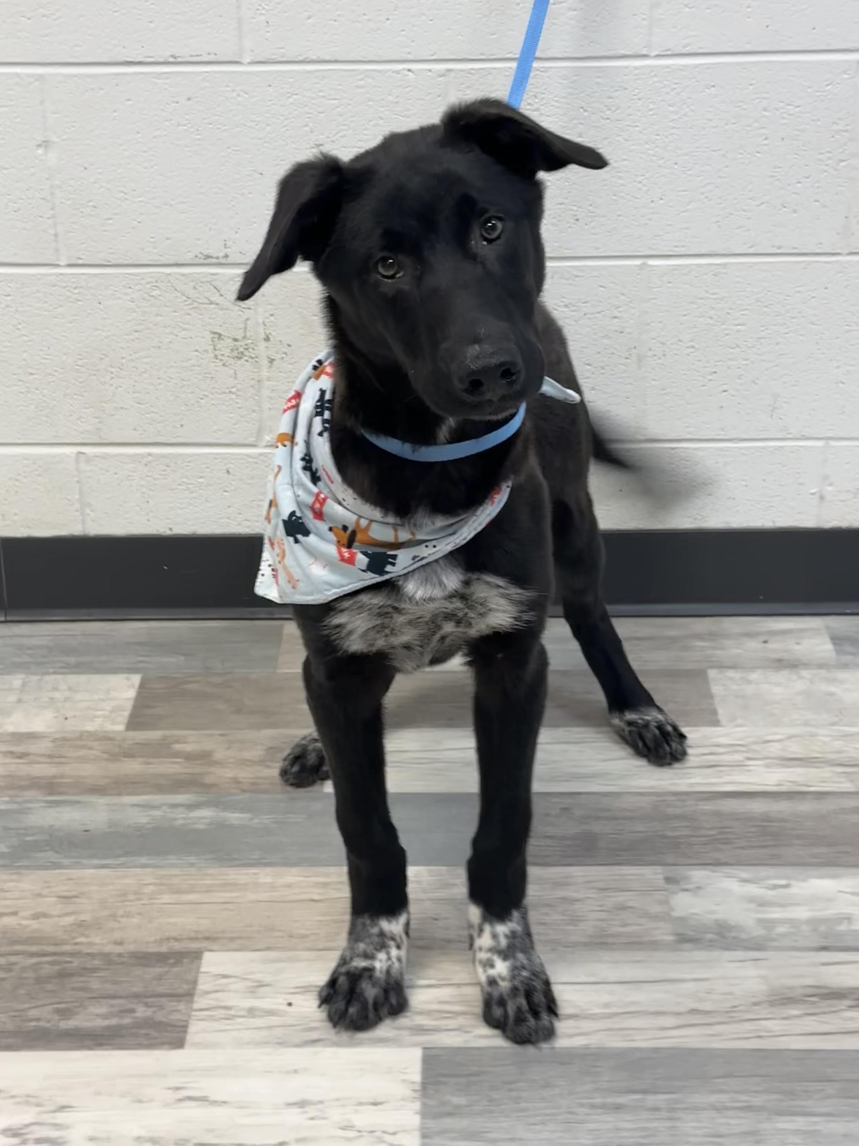 Happy , a ADOPTABLE mixed breed in Lufkin, TX image 4/6