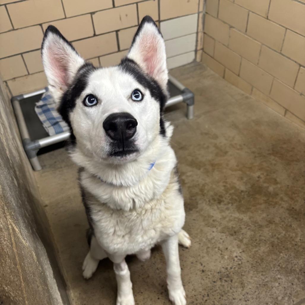 Enlarge Zeus, a Adoptable Siberian Husky in Greenville, PA image 1/6