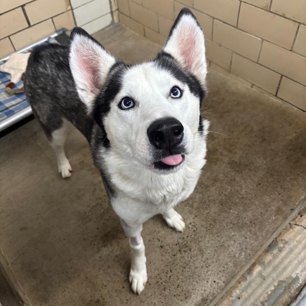 Enlarge Zeus, a Adoptable Siberian Husky in Greenville, PA image 2/6