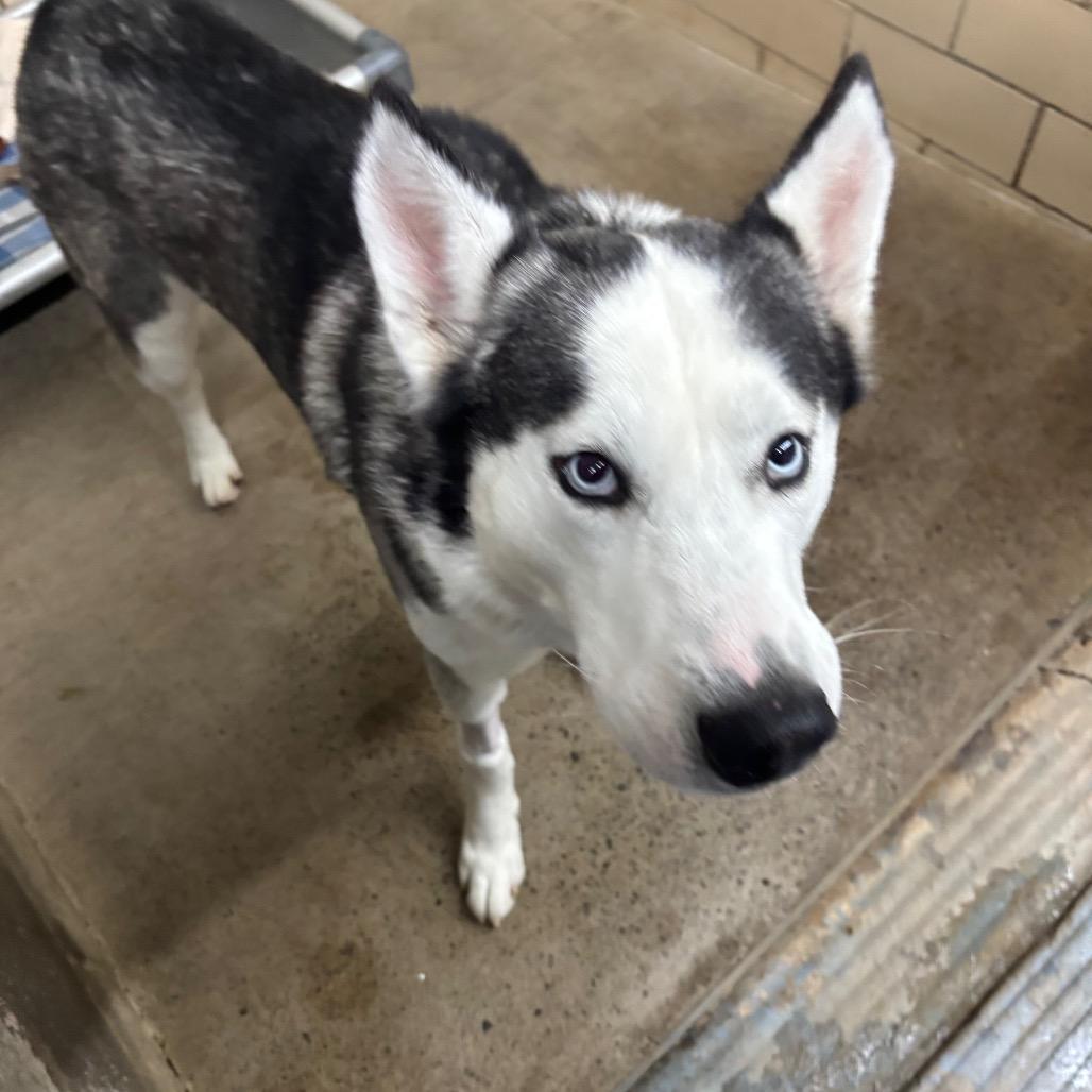 Enlarge Zeus, a Adoptable Siberian Husky in Greenville, PA image 3/6